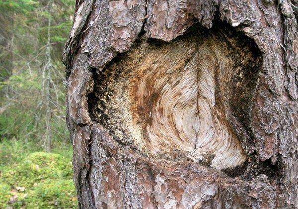 lvsydow hal pasikt plats