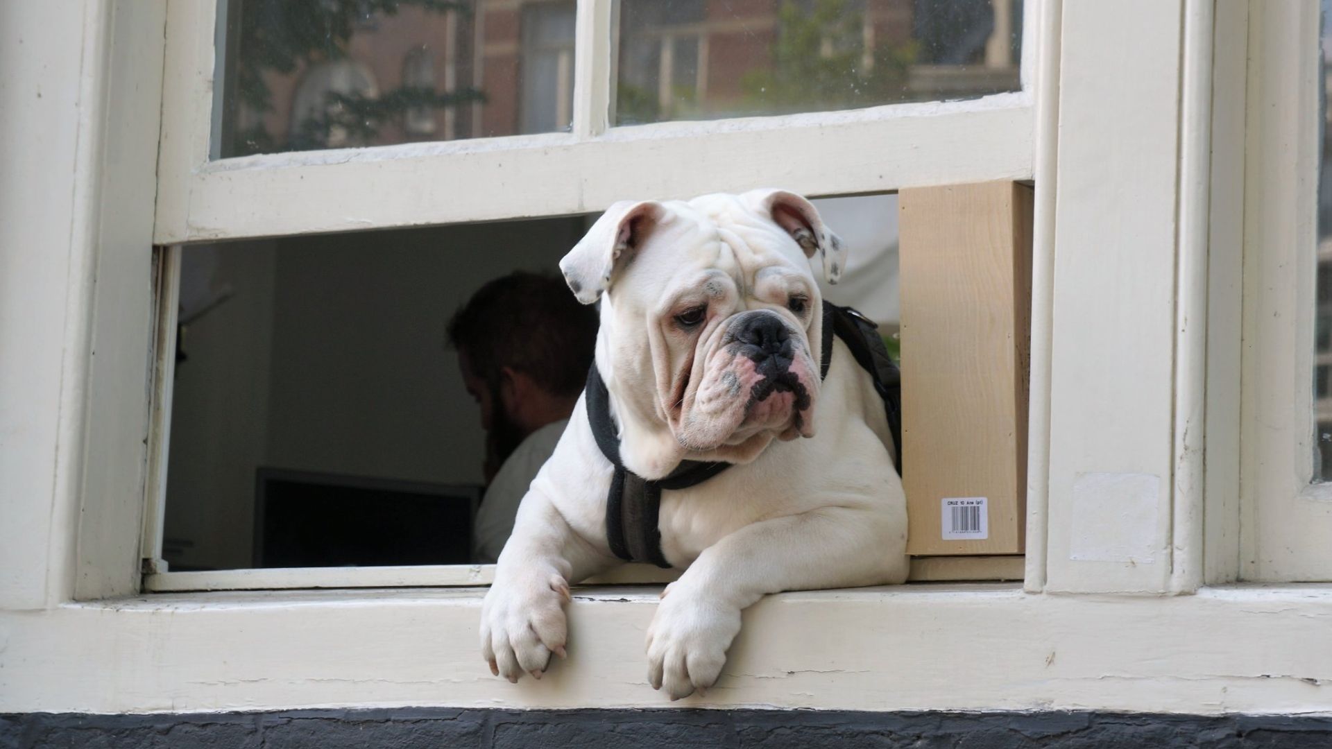 3. mr bulldog