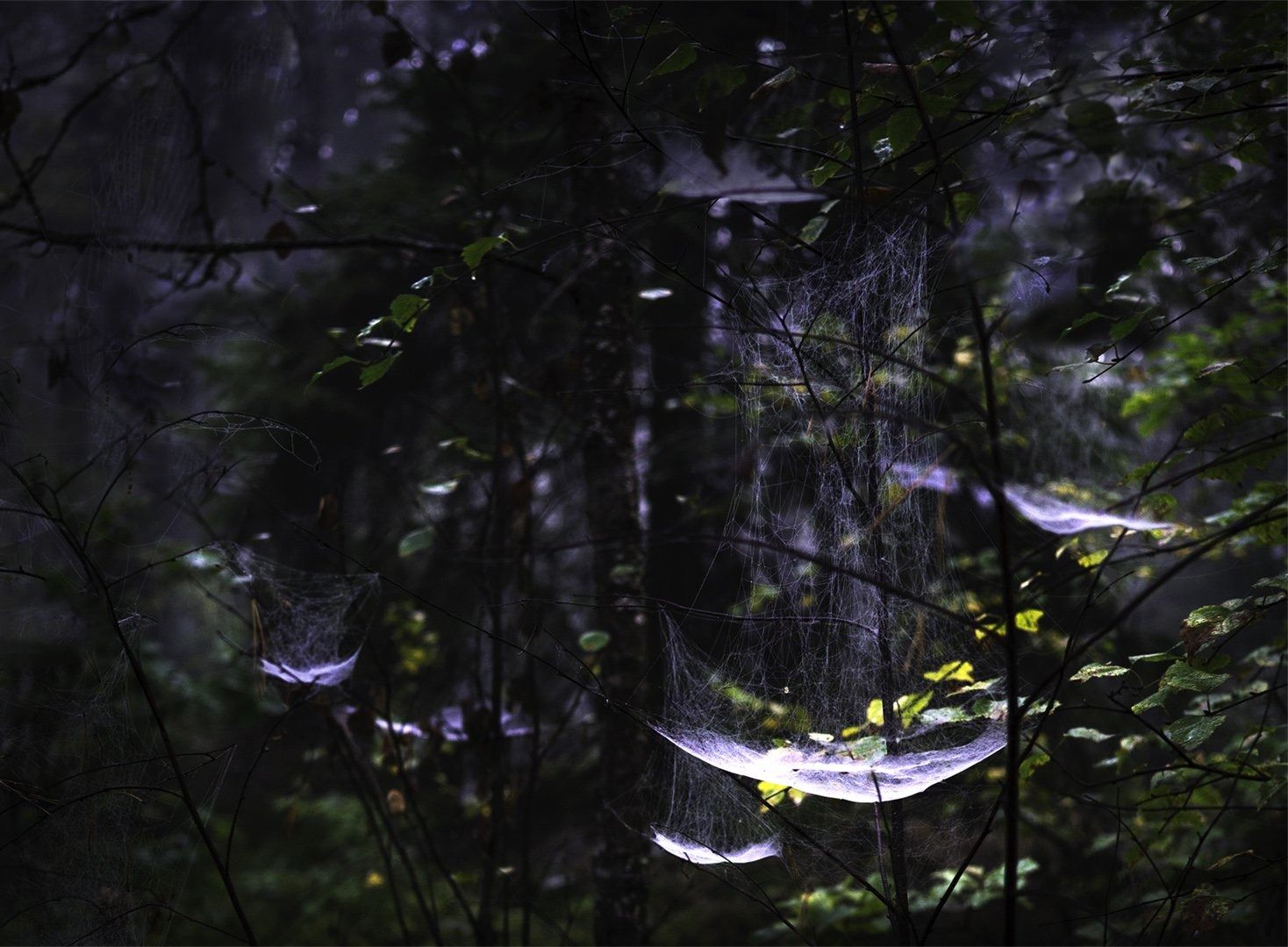 6.inga nathorstlfk i trollskogen  dsc2014