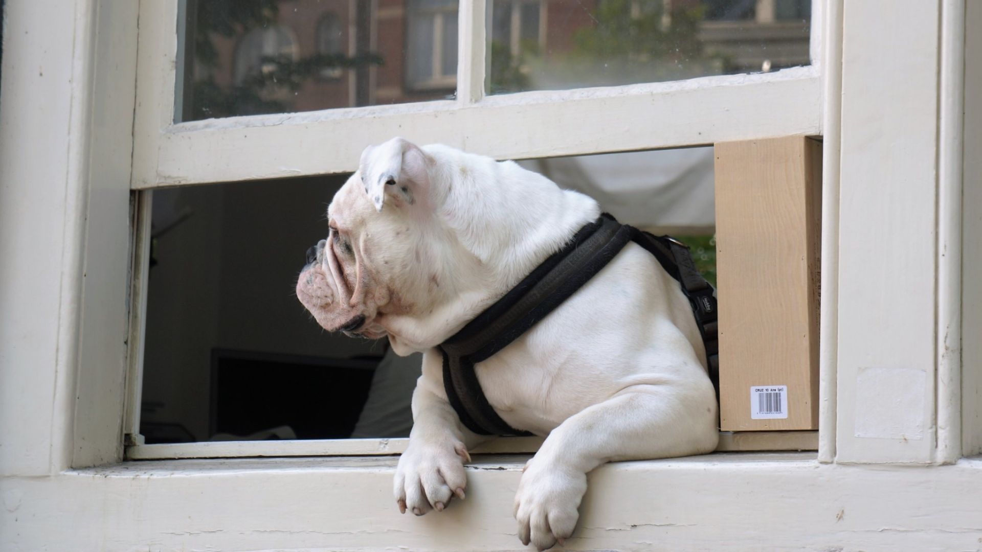 3. mr bulldog 